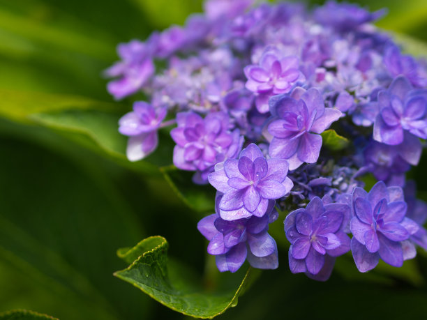 淡蓝色绣球花特写