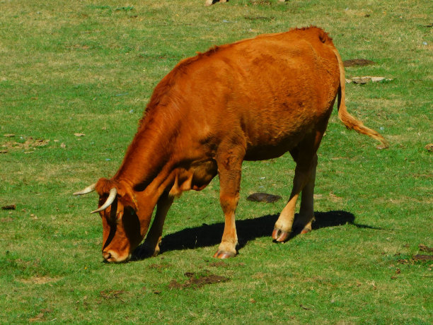 草原上的两头黄牛