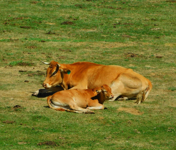 草原上的两头黄牛