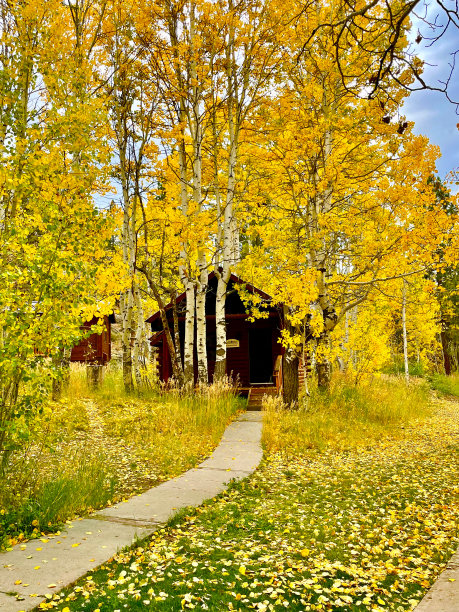 金色树林森林木屋
