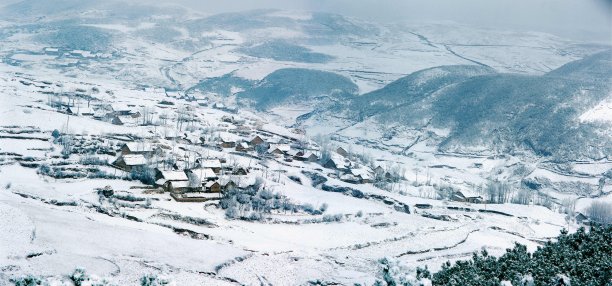 寒冷,雪,松科