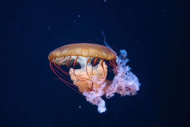 游动飘逸的水母