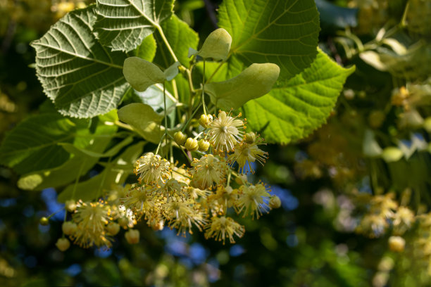 蜜香金芽