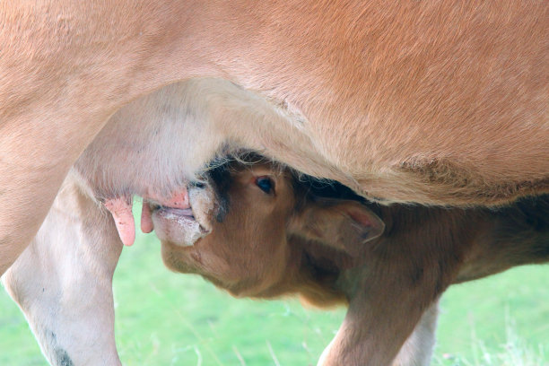 小牛犊吃奶