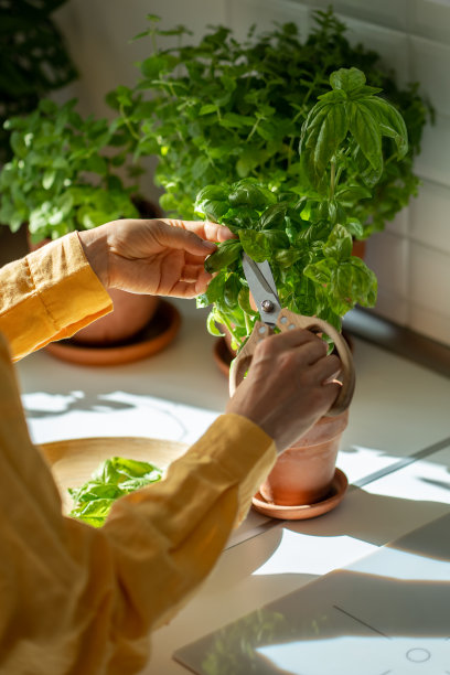 香草手牵手