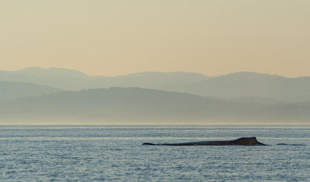 孤独的鲸