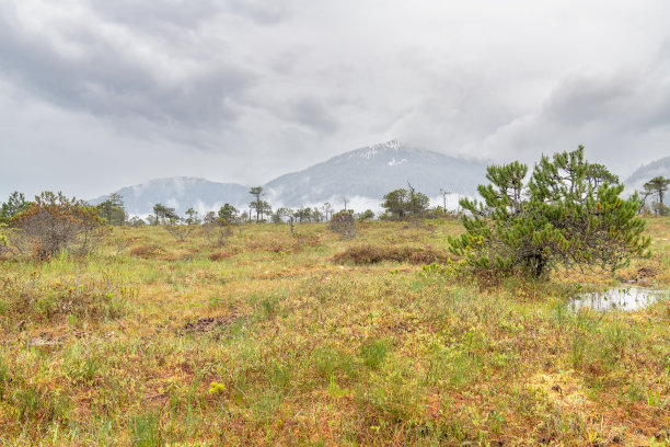 风景素材薄雾远山草地树林