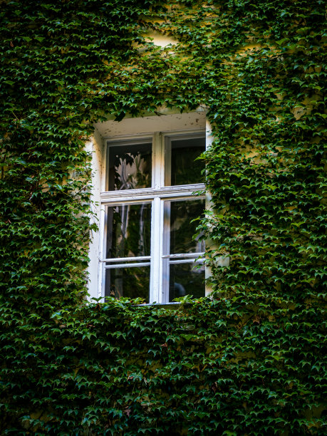 被植物围绕的窗户