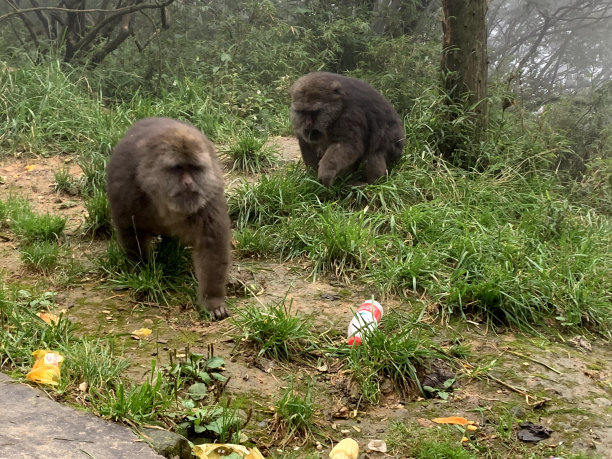 峨眉山的猴