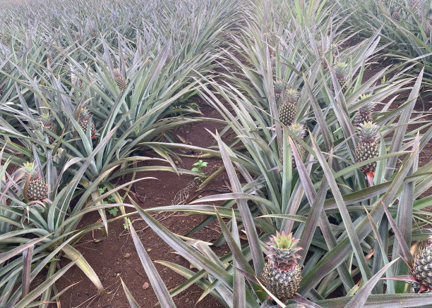 果 山果 山竹果 水果 果类