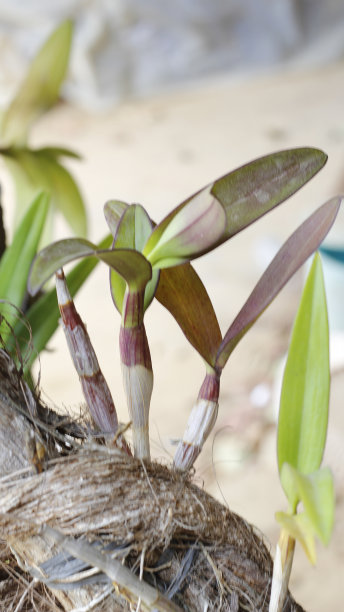 蝴蝶兰 植物 景观 摄影 兰花