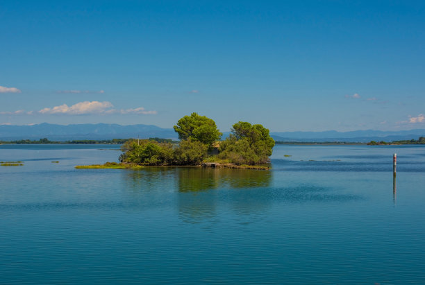 河道湿地水杉