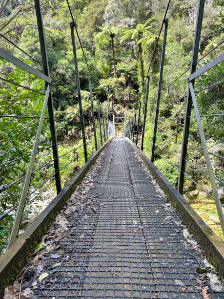 水杉林栈道