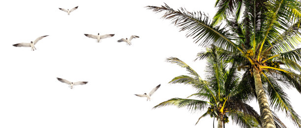 黑面海鸥,热带树,棕榈叶