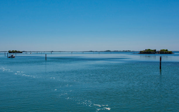 河道湿地水杉