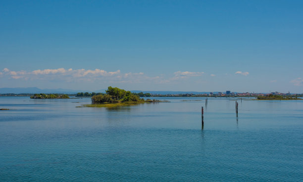 河道湿地水杉