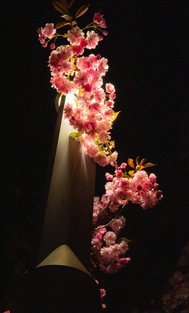 路灯下的樱花