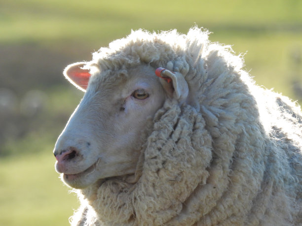 草原上看镜头的羊