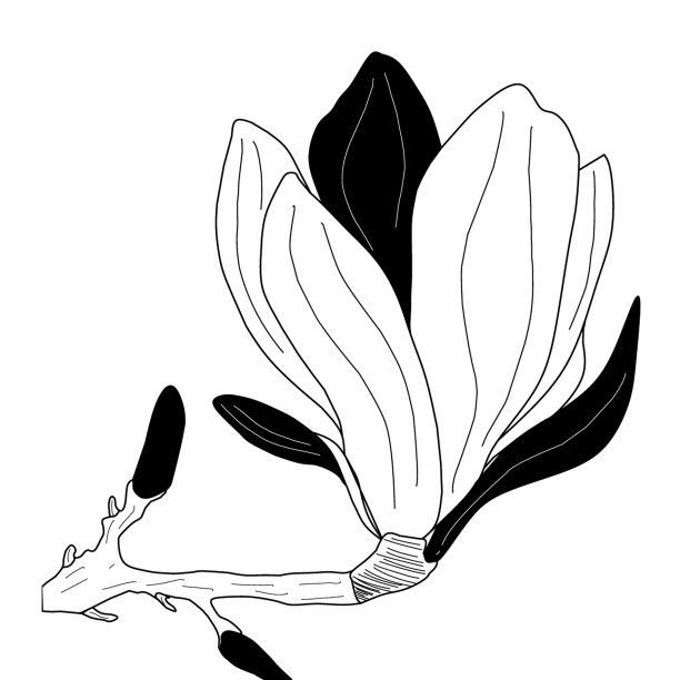 白玉兰logo