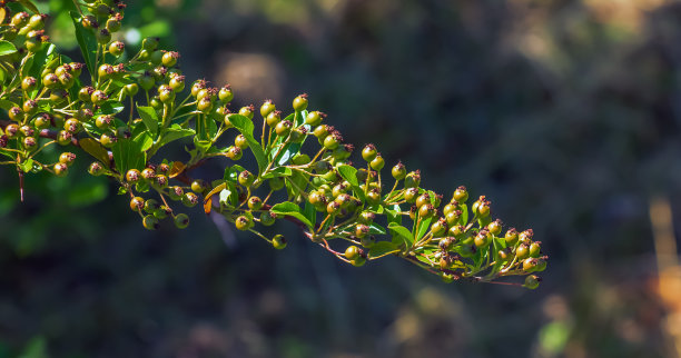 蔷薇科植物火棘红色果实和枝叶