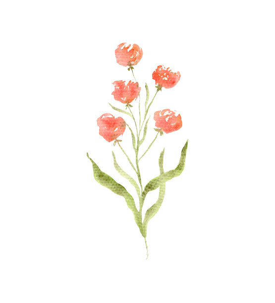 雏菊,鲜花盛开,花头