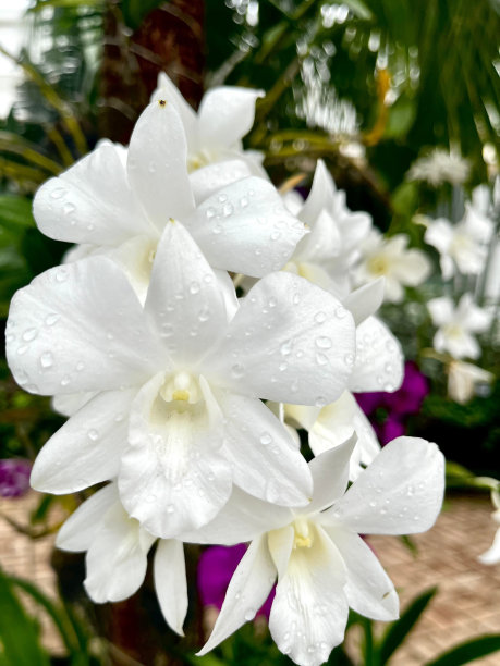 雨水诗意