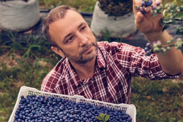 农业,仅一个男人,蓝莓