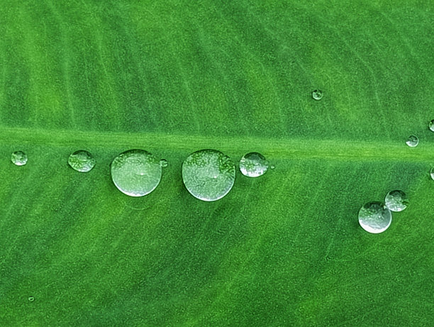 雨水诗意