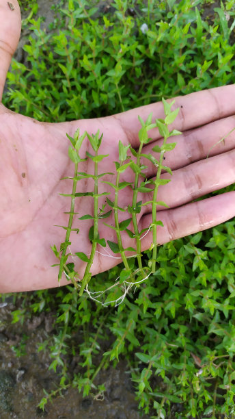 水中观赏植物