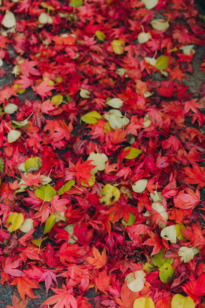 红色树叶 枫叶素材 街边美景