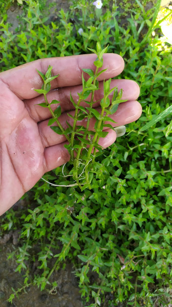 水中观赏植物