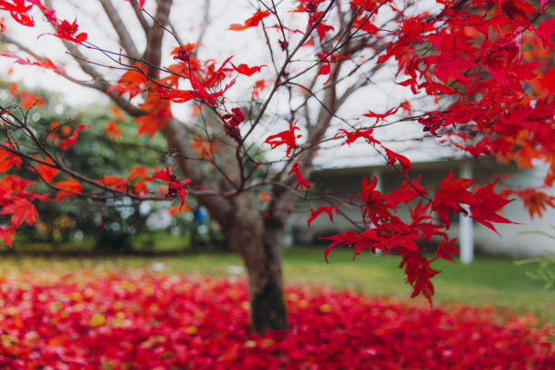 红色树叶 枫叶素材 街边美景