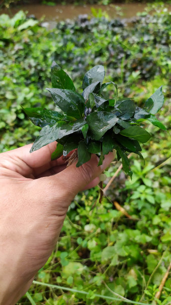 水中观赏植物