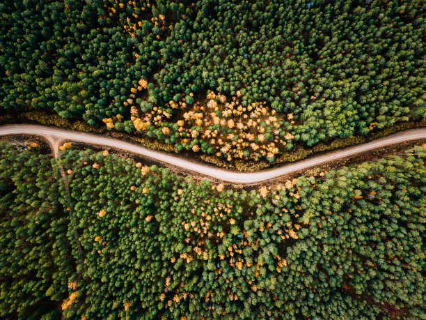 白桦林公路弯道