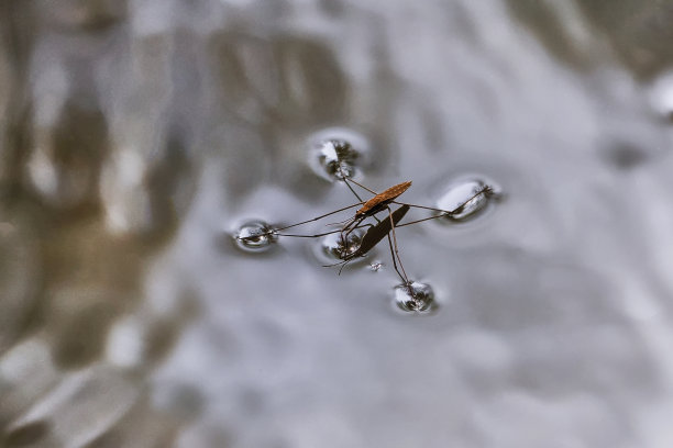 水上的昆虫