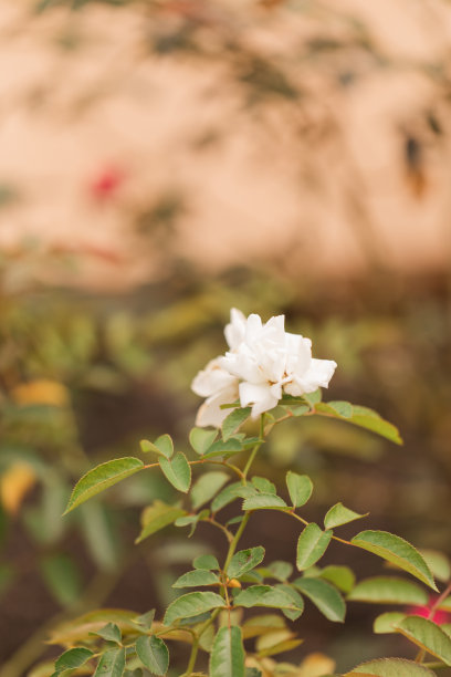 小清新灌木丛花朵绿色矢量图