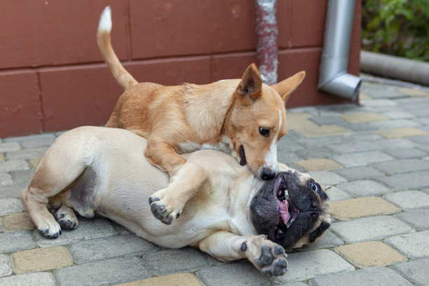 海边玩耍的斗牛犬