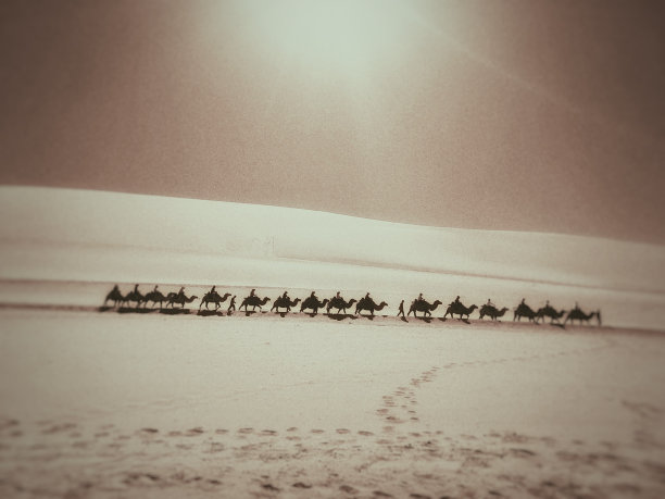 白色底板上的景区骆驼拍摄素材