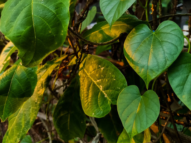 粉色心形拱门