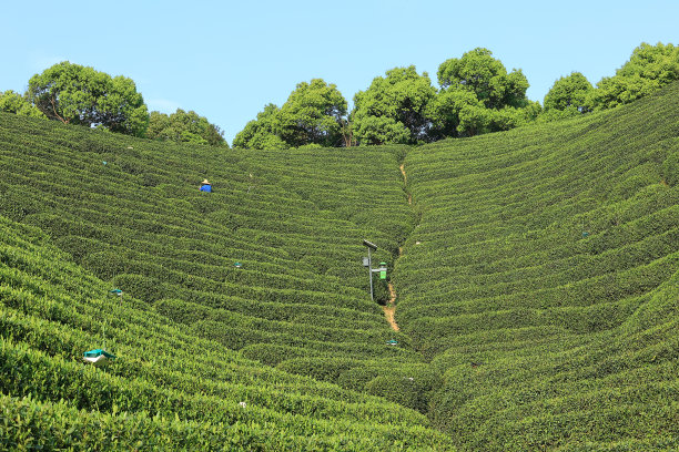 龙井绿茶