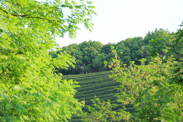 西湖龙井茶