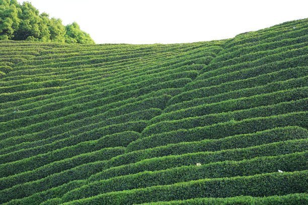 龙井茶