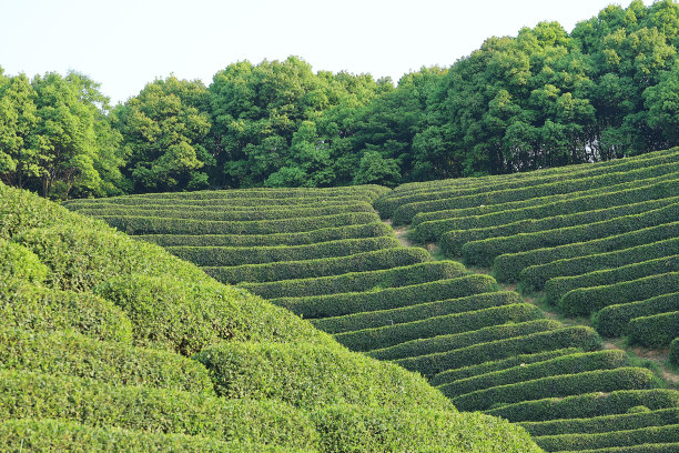 龙井茶