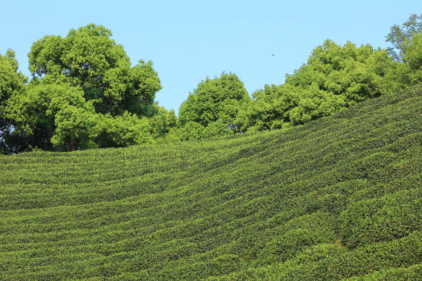 龙井绿茶