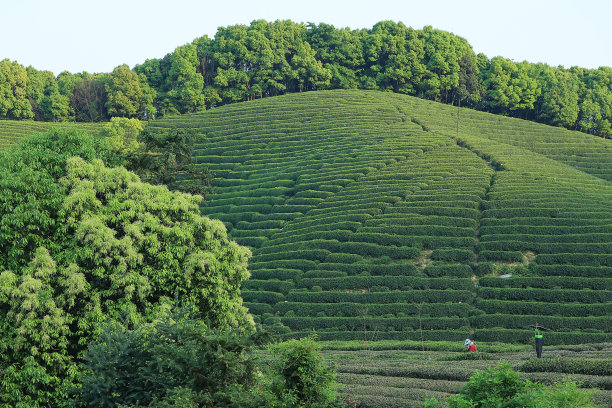 龙井茶