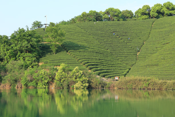 西湖龙井茶