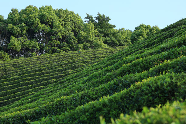 西湖龙井茶