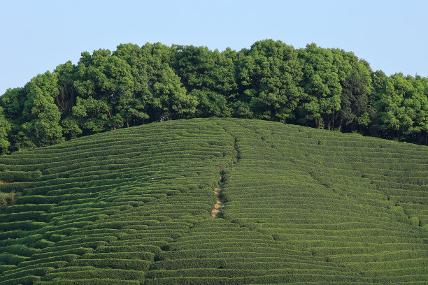 龙井茶