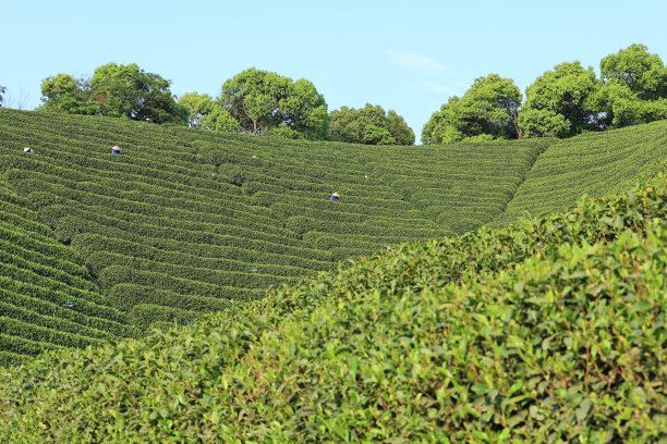 西湖龙井绿茶