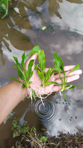 水中观赏植物